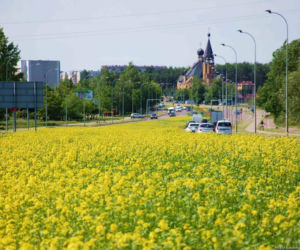 Białystok. Pierwsze łąki już kwitną. W 2020 roku pojawiły się w nowych miejscach