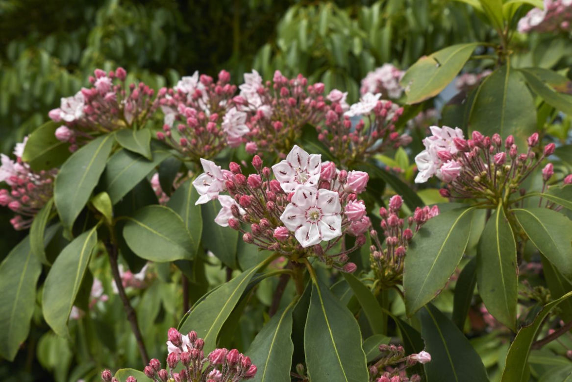 Kalmia
