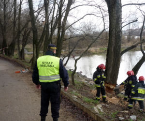 Bobry podcięły jedno z drzew przy ścieżce rowerowej na WYbrzeżu Helskim