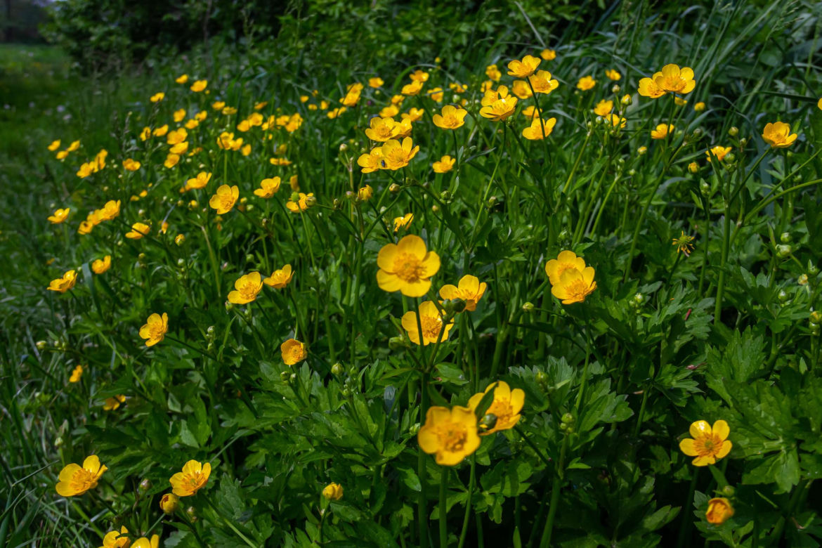 Jaskier rozłogowy (Ranunculus repens)