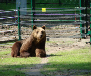 Niedźwiedzica Jola z białostockiego Akcent ZOO nie żyje