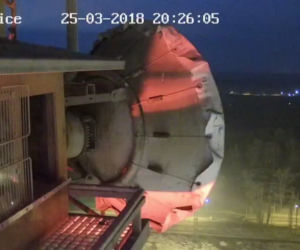 Sokoły wędrowne w Policach