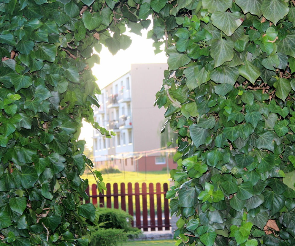 W Łodzi jak w ROTTERDAMIE: mamy pierwszy ogród fasadowy! A będzie ich ponad 150!