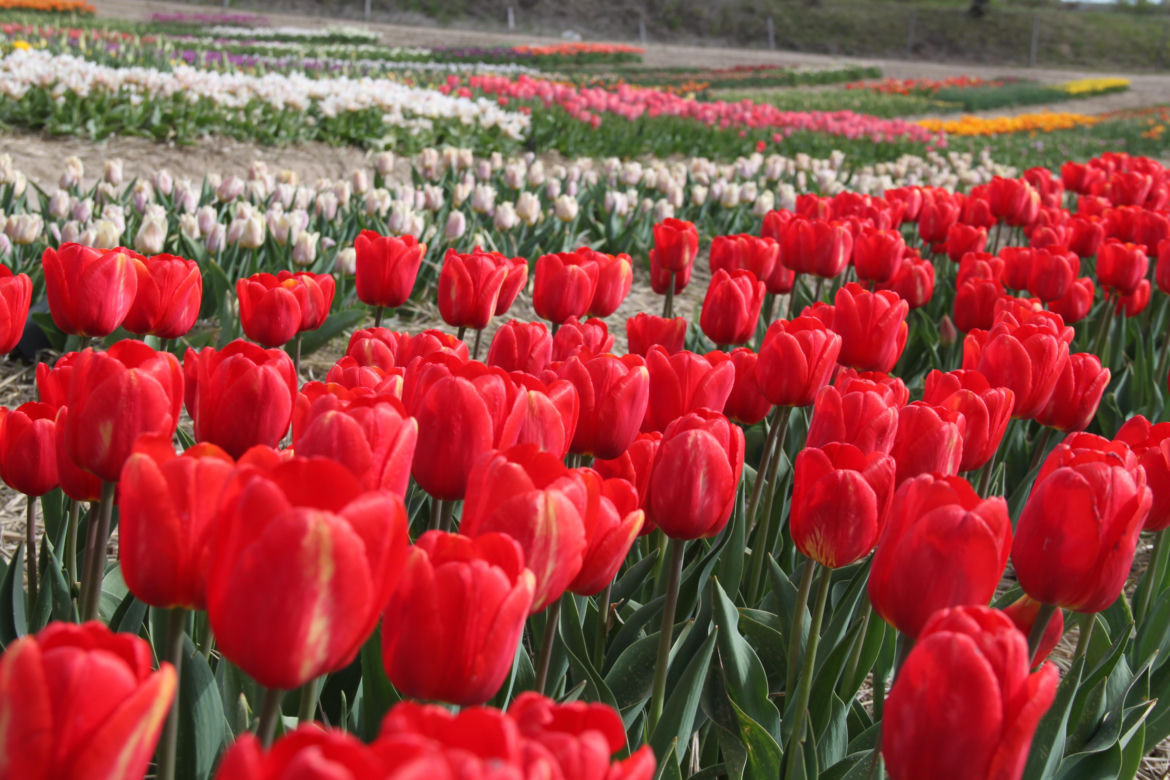 Tulipany na polach w Chrzypsku Wielkim