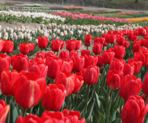 Tulipany na polach w Chrzypsku Wielkim