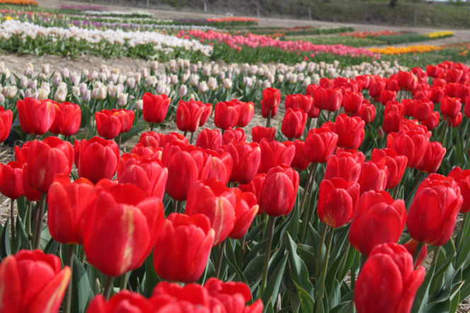 Tulipany na polach w Chrzypsku Wielkim