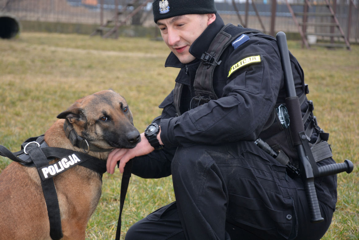Bohaterska Mulka schwytała włamywacza. Tropiła go do samego końca