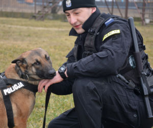 Bohaterska Mulka schwytała włamywacza. Tropiła go do samego końca