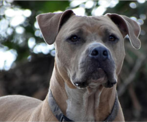 Tragedia na Zakynthos. Dwulatek zagryziony przez przygarniętego pitbulla. Rodzina: „Pies zawsze był łagodny” 