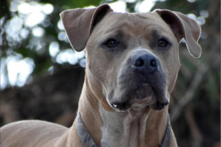 Tragedia na Zakynthos. Dwulatek zagryziony przez przygarniętego pitbulla. Rodzina: „Pies zawsze był łagodny” 