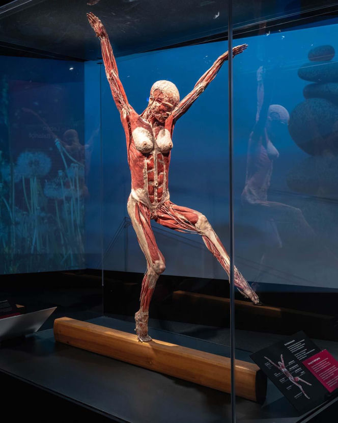 Body Worlds