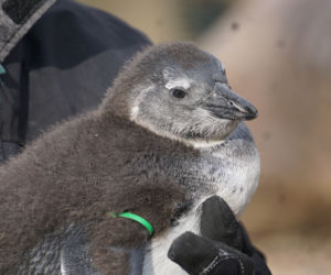 Nowi mieszkańcy wrocławskiego zoo