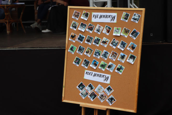 XIII Piknik Przyjaciół Schroniska w Toruniu. Fotorelacja z imprezy