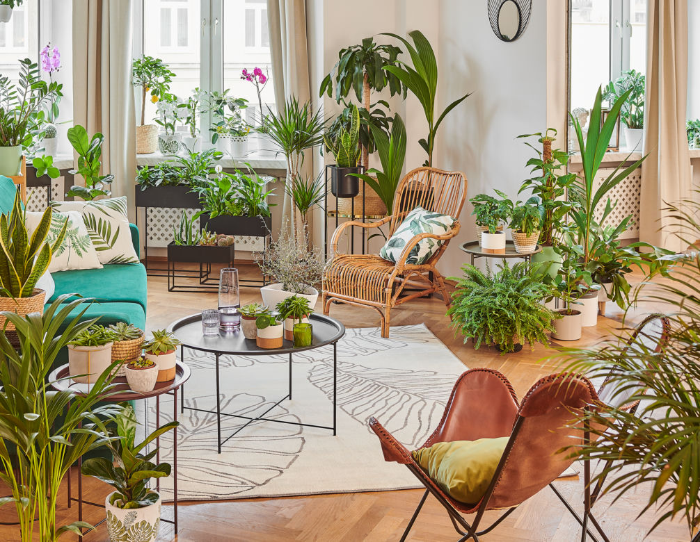 Monstera dziurawa