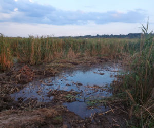 Rozpoczęli oczyszczanie Pasternika. Wątpliwości ornitologów i wędkarzy