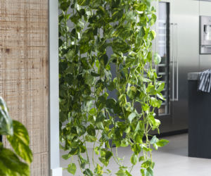 Epipremnum