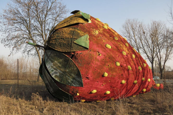 Gigantyczna truskawka leży w polu pod Warszawą