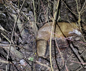 Lisek uratowany z wnyków! Pomogło inne zwierzę