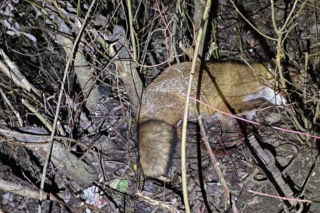 Lisek uratowany z wnyków! Pomogło inne zwierzę