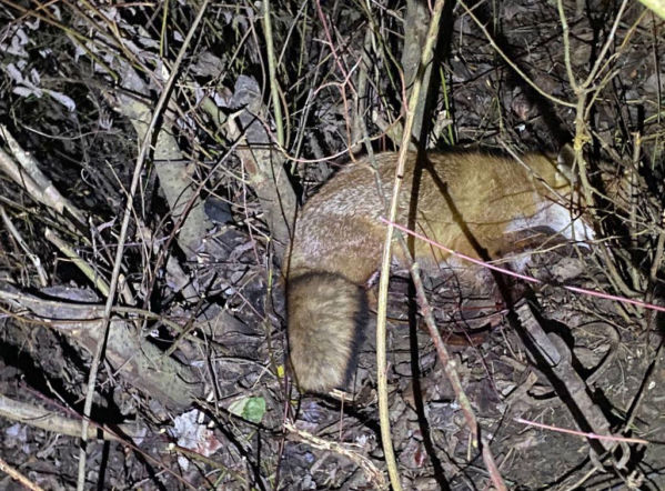 Lisek uratowany z wnyków! Pomogło inne zwierzę