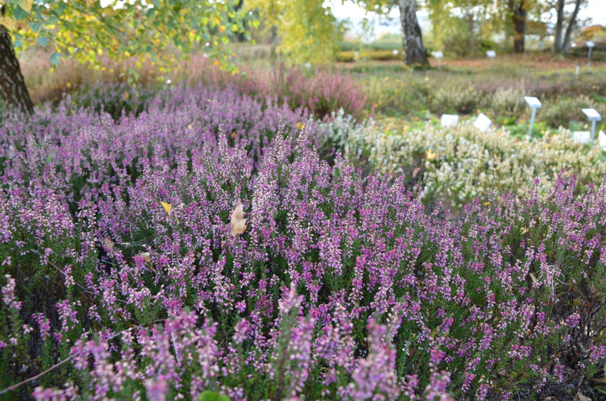 Ogród Botaniczny w Kielcach przed sezonem 2025