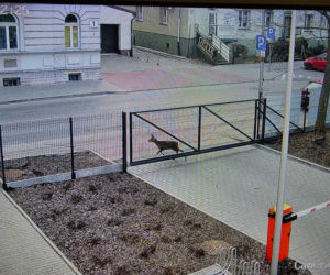 Białystok. Sarenka biegała po centrum miasta. Nagrała ją kamera Centrum Atywności Społecznej [ZDJĘCIA]