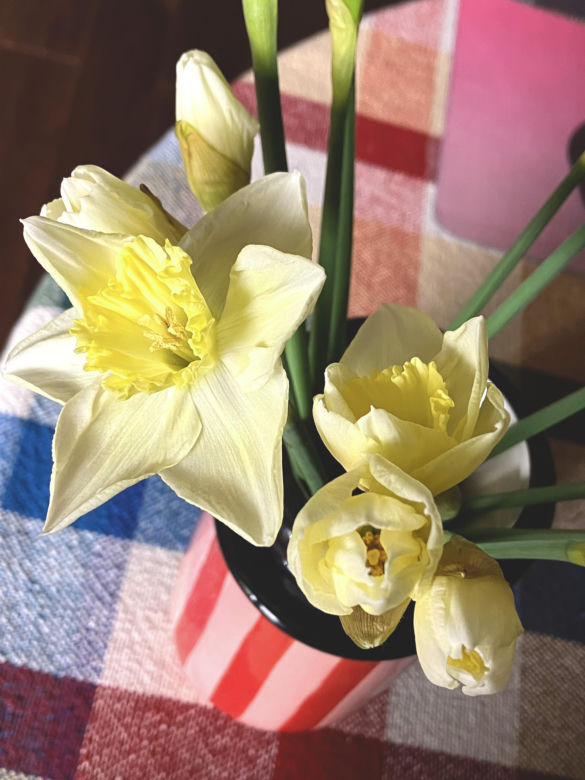 Narcyzy (Narcissus)