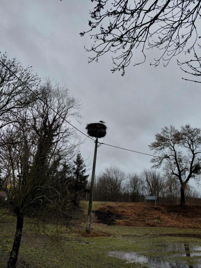 Maciek wrócił do Bydgoszczy. Znany bocian znów ogłasza nadejście wiosny!