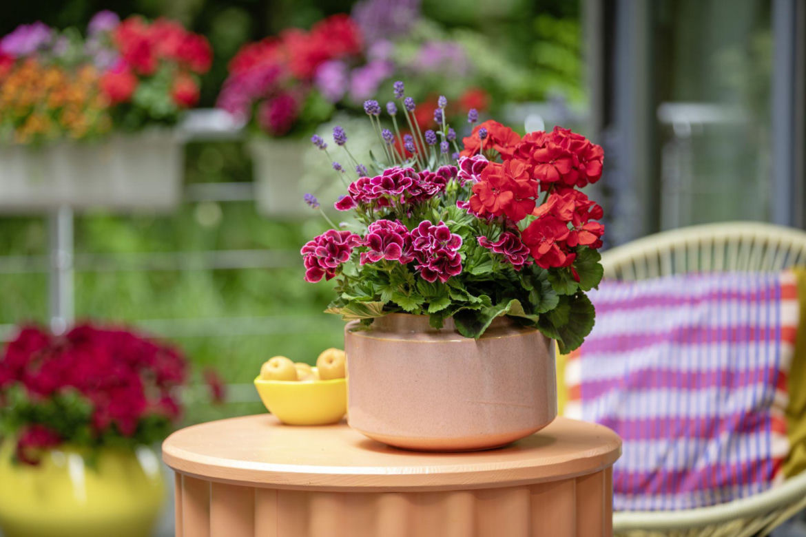 Pelargonie na tarasie