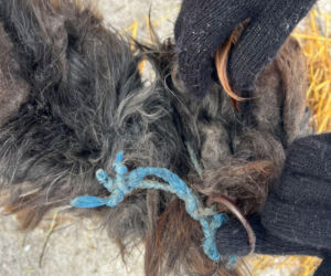 9 psów na terenie oczyszczalni. Interwencja, oskarżenia, śledztwo