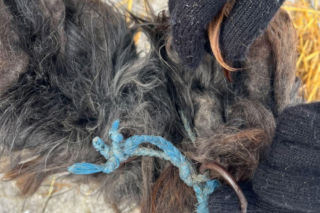 9 psów na terenie oczyszczalni. Interwencja, oskarżenia, śledztwo