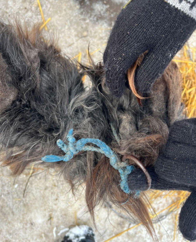 9 psów na terenie oczyszczalni. Interwencja, oskarżenia, śledztwo