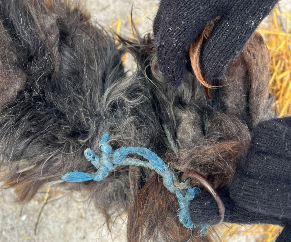 9 psów na terenie oczyszczalni. Interwencja, oskarżenia, śledztwo. Gmina: „Psy wyłudzone podstępem”