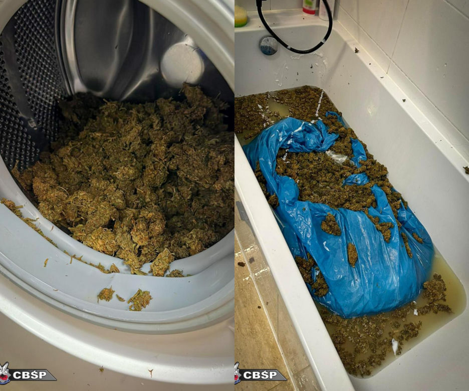 Marihuana była nawet w wannie i pralce! Służby zatrzymały gang narkotykowy