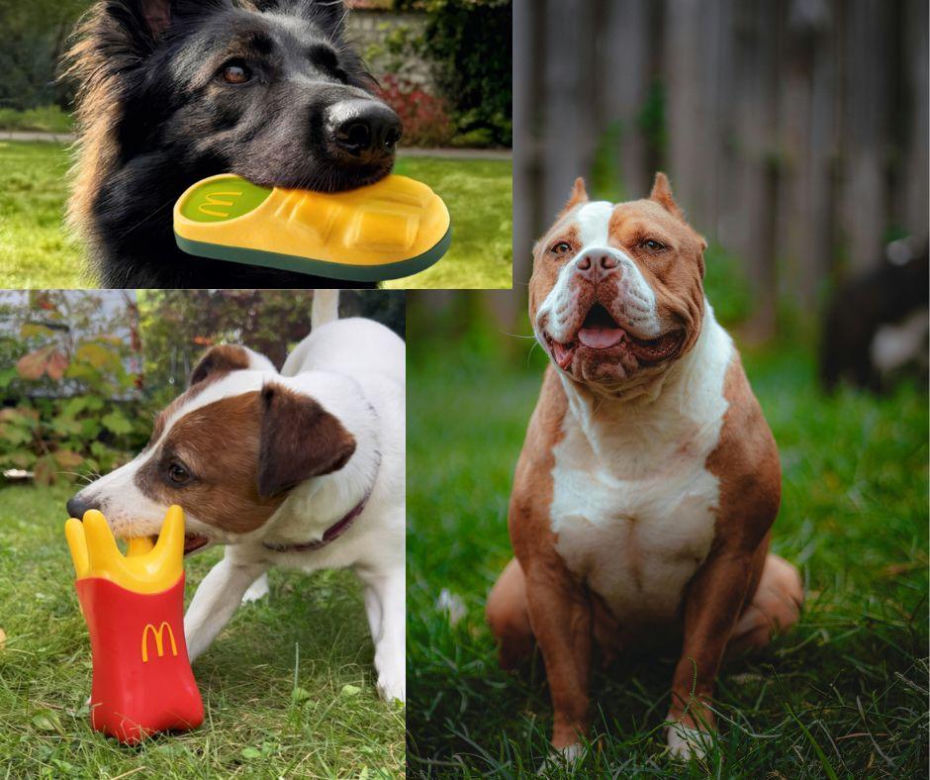 Tego jeszcze nie było. W McDonald’s wprowadzili ofertę dla psów „Happy Doggy”