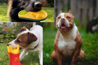 Tego jeszcze nie było. W McDonald’s wprowadzili ofertę dla psów