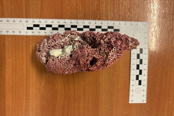 Przywiózł to z rajskich wakacji. Na lotnisku we Wrocławiu przeżył szok