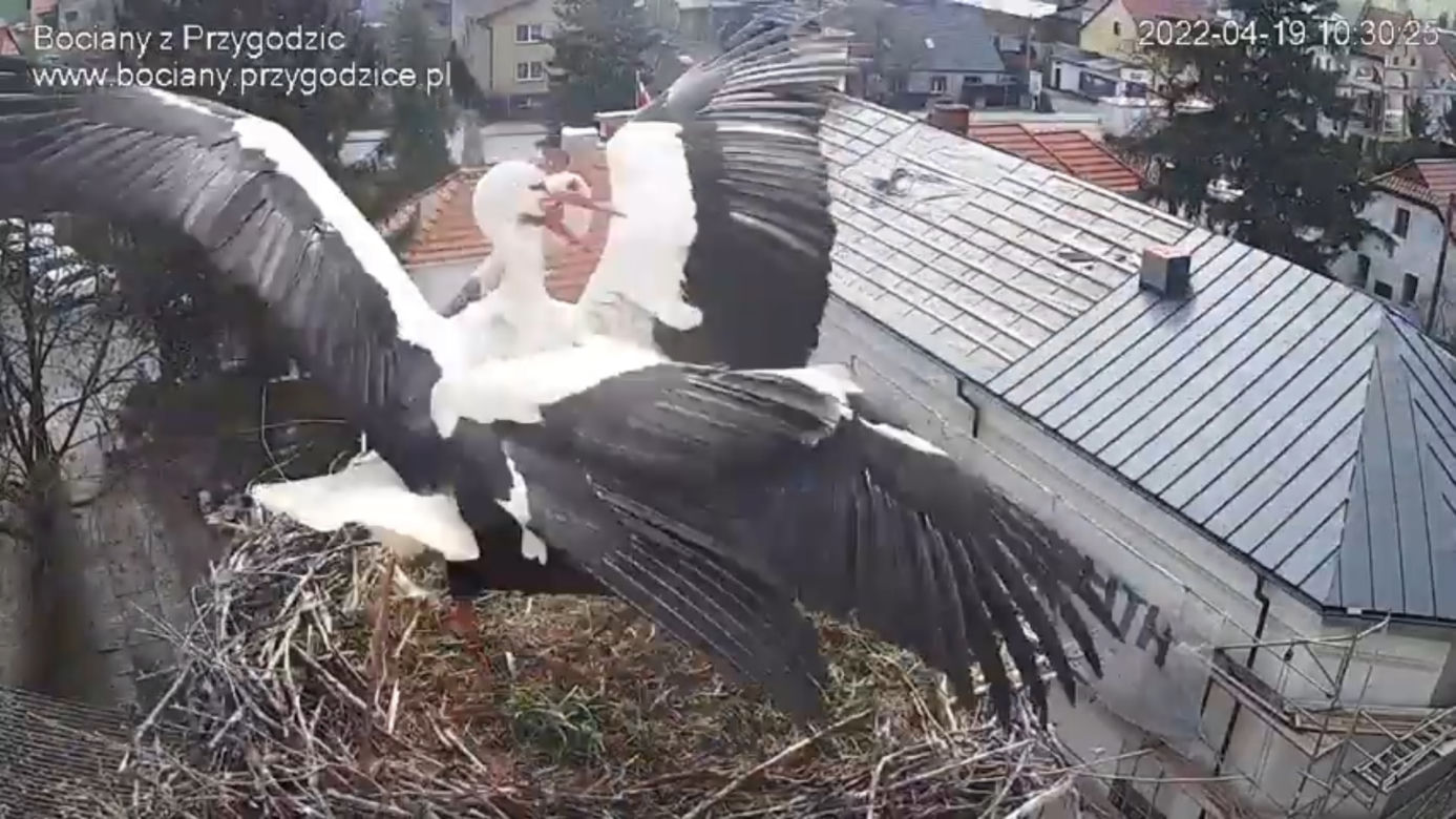 Wojna w bocianim gnieździe! Intruzi zniszczyli jedno jajo