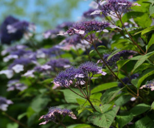 Hortensja piłkowana (Hydrangea serrata)