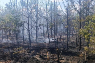 Ktoś celowo podpala lasy? Leśnicy biją na alarm po serii pożarów