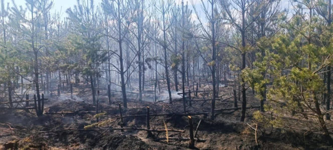 Ktoś celowo podpala lasy? Leśnicy biją na alarm po serii pożarów
