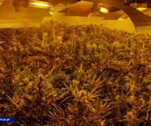CBŚP zlikwidowało w Łódzkiem OGROMNĄ plantację marihuany