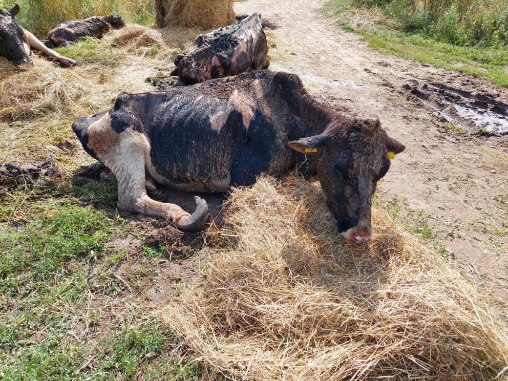 Koszmar zwierząt na Mazurach. Krowy tarzały się w błocie, wiele z nich umierało w męczarniach