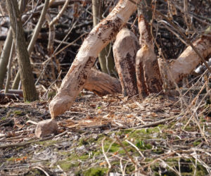Bobry grasują na mieście [GALERIA]