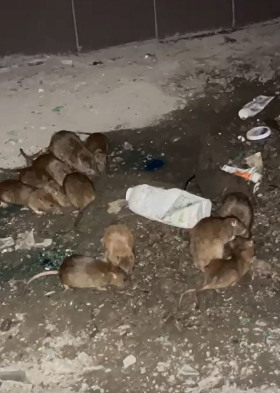 Plaga szczurów we Wrocławiu