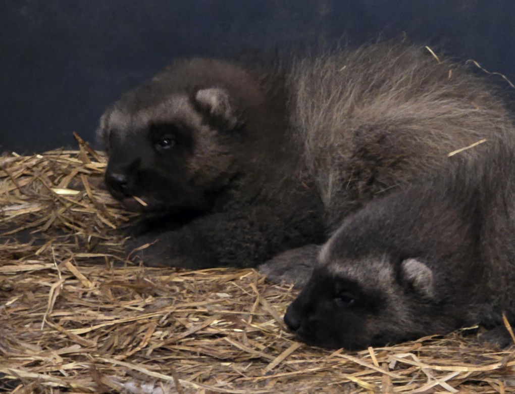 Rosomakowy baby boom w Śląskim ZOO! Radosna nowina dla miłośników zwierząt