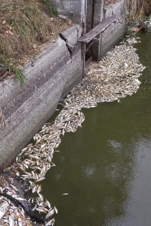 Śnięte ryby pod Wrocławiem