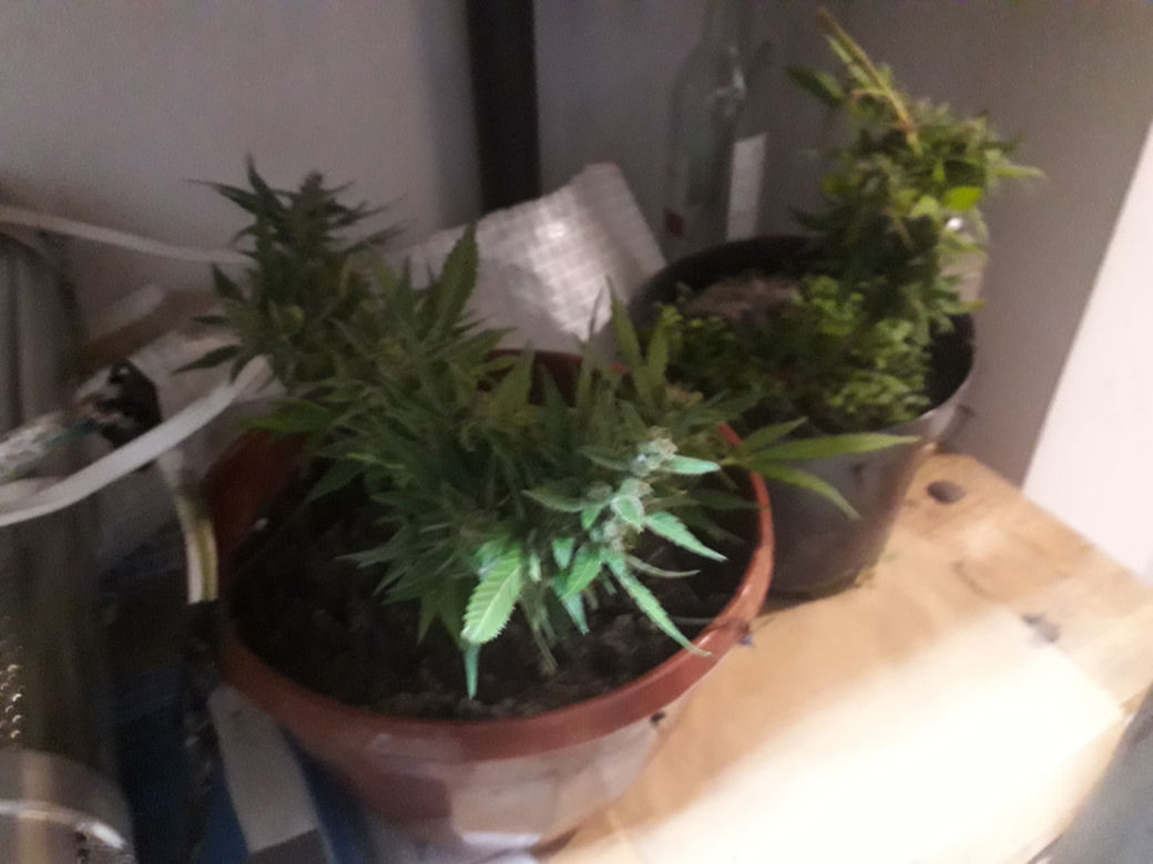 Kraków. Marihuana, amfetamina i grzybki halucynogenne. 30-latków zatrzymano na gorącym uczynku [ZDJĘCIA]