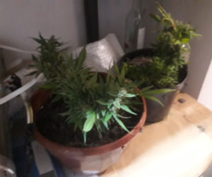 Kraków. Marihuana, amfetamina i grzybki halucynogenne. 30-latków zatrzymano na gorącym uczynku [ZDJĘCIA]