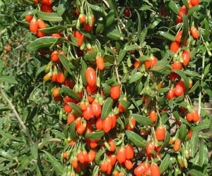 Jagody goji